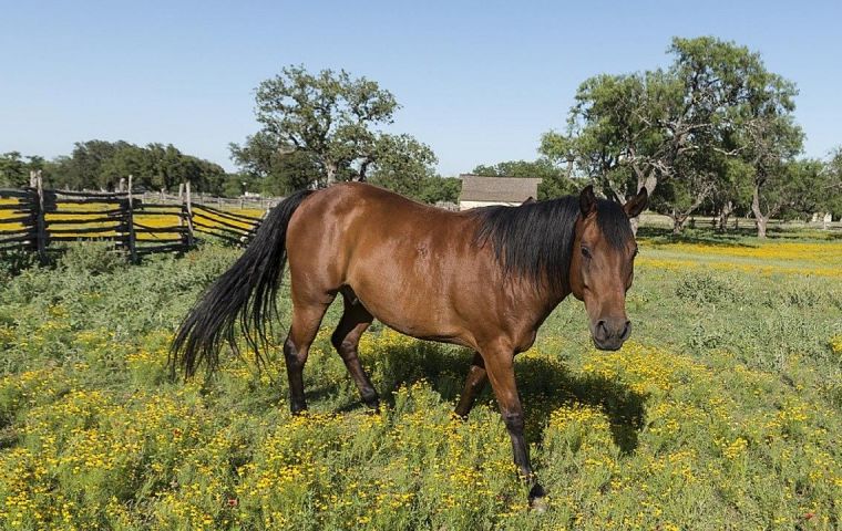 equine
