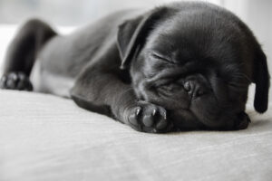 Cute Pug Puppy Dog Lying down asleep