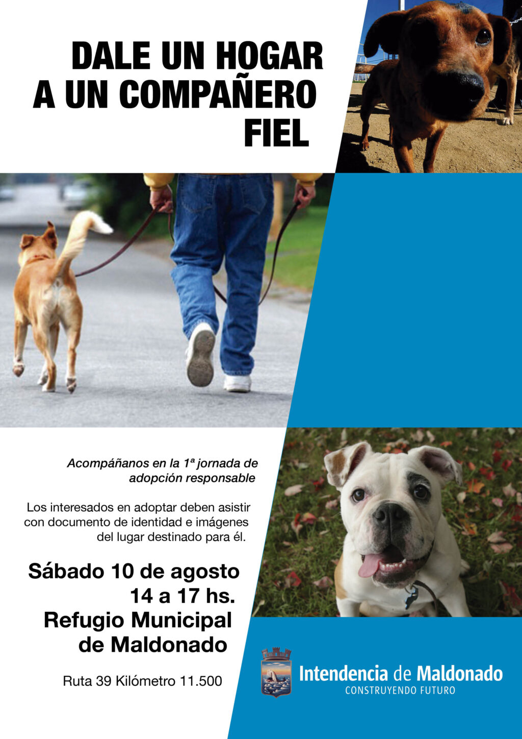 Adopción responsable 10 de agosto