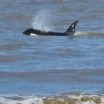 Se registró un nuevo avistamiento de orcas en Uruguay: cómo son, cuándo aparecen y por qué eligen estas costas