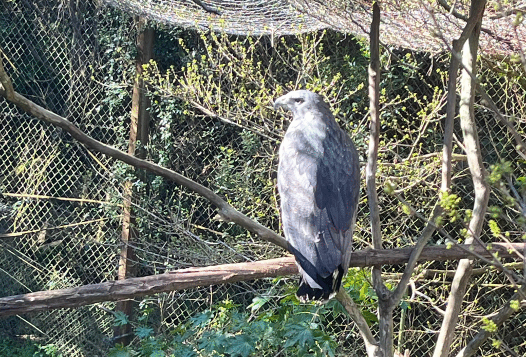 águila ecfa