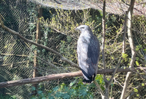 águila ecfa