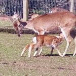 Nacieron nuevos venados de campo en ECFA