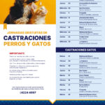 Maldonado, San Carlos y Piriápolis contarán con castraciones gratuitas la próxima semana